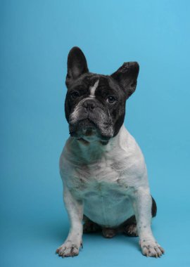 Fransız bulldog mavi arka planda oturan kameraya bakıyor.