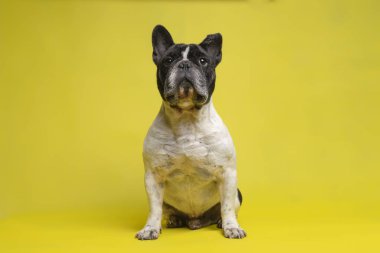 Beautiful French Bulldog sitting looking at camera intently on yellow background. Space for text clipart