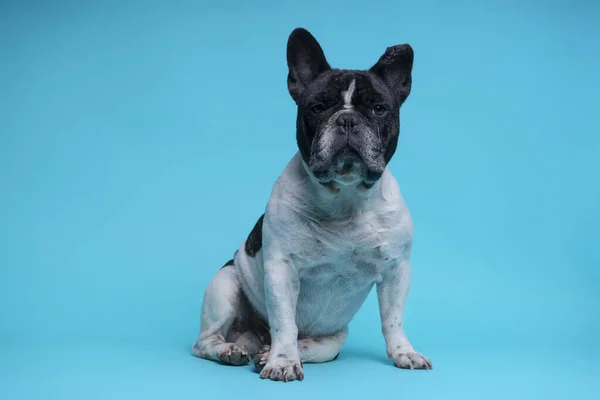 Güzel Fransız Bulldog mavi arka planda kameraya bakarak oturuyor. Metin için boşluk