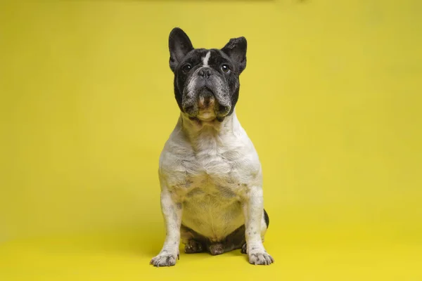 Güzel Fransız Bulldog sarı arka planda kameraya dikkatle bakıyor. Metin için boşluk