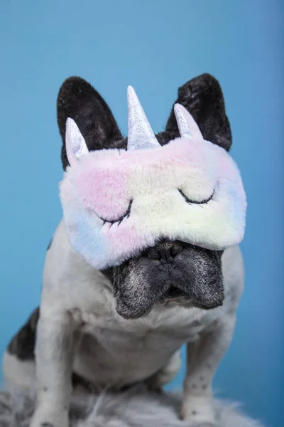 funny french bulldog with unicorn sleeping mask on blue background