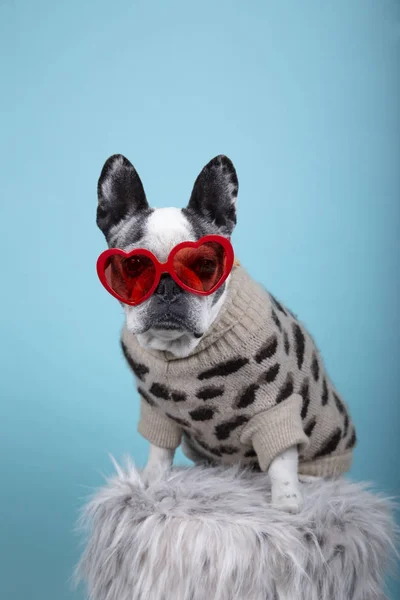 Francuski buldog rasy pies w czerwonych okularach serca i sukienka patrząc w kierunku aparatu fotograficznego na niebieskim tle Izolowany obraz. Koncepcja Walentynek. — Zdjęcie stockowe