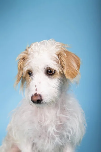 Hermoso perro de raza mixta con cara triste mirando hacia los lados sobre fondo azul —  Fotos de Stock