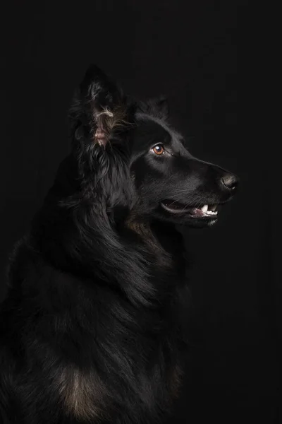 Bellissimo ritratto della testa di Border Collie da un lato su uno sfondo nero in studio — Foto Stock