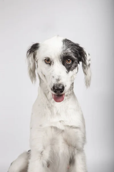 Perro Mestizo Blanco Negro Mirando Hacia Cámara Con Cara Divertida —  Fotos de Stock