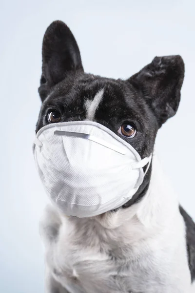 Beyaz arka plan Coronavirus kavramına maske takmış Fransız bulldog portresi. Covid 19