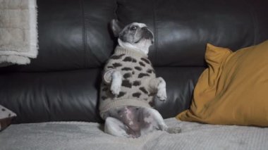 Kanepenin arkasında leopar desenli güzel bir Fransız bulldog 'u oturuyor.