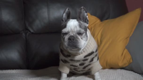漂亮的法国斗牛犬坐在家里的沙发上 咳嗽着 穿着豹子睡衣狼吞虎咽着 — 图库视频影像