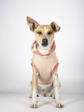 Beyaz arka planda oturan köpek evlat edinilmeyi bekliyor. Evlat edinme konsepti. Dikey resim.