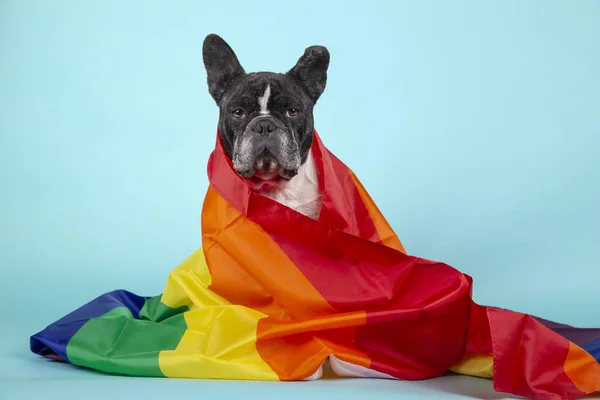 Beautiful French bulldog wrapped with a rainbow flag that symbolizes the rights of gays looking at the camera. Isolated on blue background. LGBT concept.