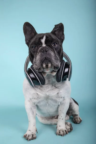 Fransız buldog kameraya bakarken boynunda kulaklıkla mavi arka planda teknoloji ve müzik var.