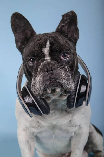 法国斗牛犬用蓝色背景的耳机盯着相机的孤立画像科技与音乐 — 图库照片