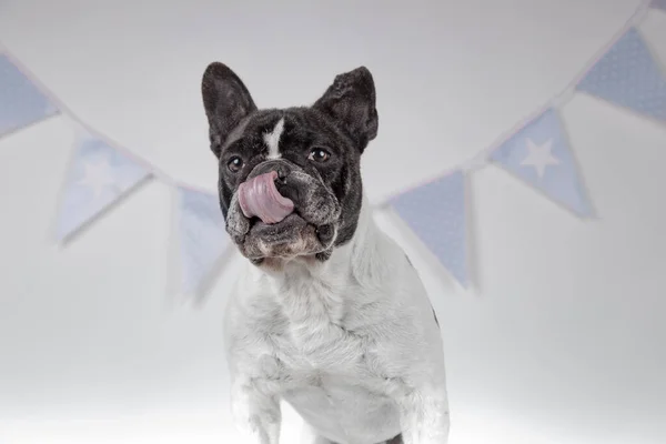 portrait of french bulldog licking his lips after eating birthday cake on white background conceto happy birthday