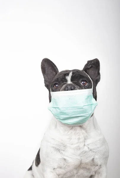 Francouzský Buldok Pes Lékařskou Maskou Kopírovacím Prostorem Bílém Pozadí Coronavirus — Stock fotografie