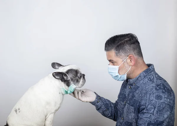 Coronavirus. Koruyucu maskeli ve lateks eldivenli bir adam. COVID-19 koronavirüs hastalığı hayvanlar için tehlikelidir. Fransız bulldog köpeği.
