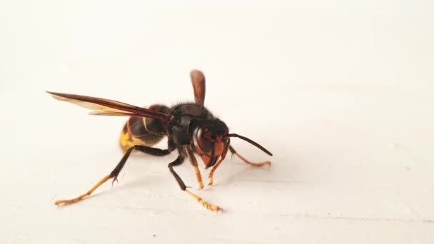 Insect Wesp Witte Achtergrond — Stockvideo