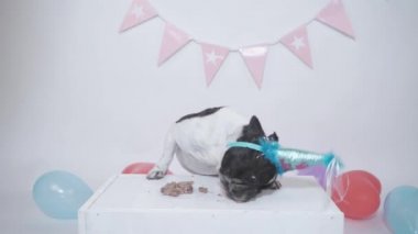 Komik köpek doğum günü videosu. Beyaz arka planda doğum günü için güzel bir buldog köftesi yiyor.