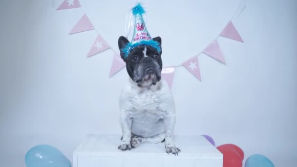 Bulldog Francés Sentado Con Sombrero Fiesta Recibiendo Confeti Para Cumpleaños — Vídeo de stock