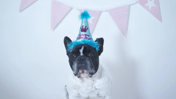 Close Engraçado Cão Raça Bulldog Francês Com Chapéu Aniversário Festivo — Vídeo de Stock