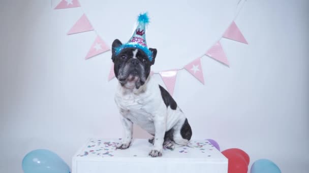 Funny French Bulldog Sitting White Background Party Hat Garland Background  Stock Video Footage by ©jcalvera #362413810