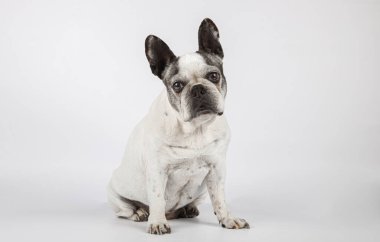 Beautiful female dog of French bulldog breed looking at the camera isolated on white background. Old bitch