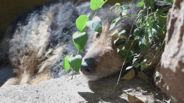 植物の間に寝そべっているモングレール犬日光浴 — ストック動画