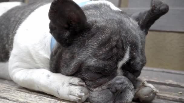 Liebe Haustieren Nahaufnahme Porträt Einer Schlafenden Französischen Bulldogge — Stockvideo