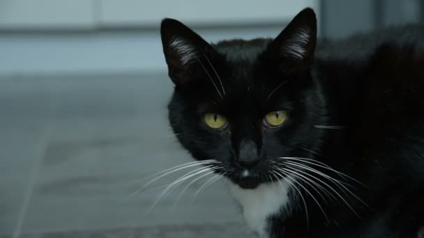Gato europeo sentado y mirando a la cámara — Vídeo de stock