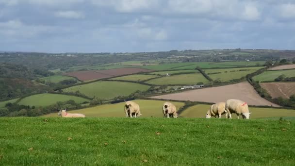 Pâturage des moutons sur l'herbe  