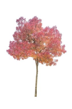 Bir ağaç beyaz üzerine kırmızı ve turuncu izni ile