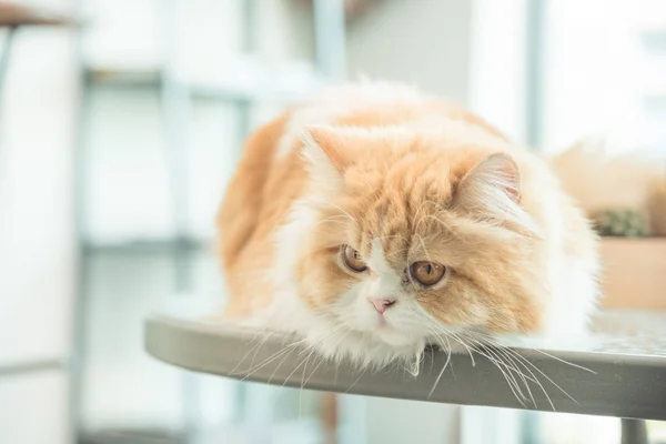 Cat lying on table in a house