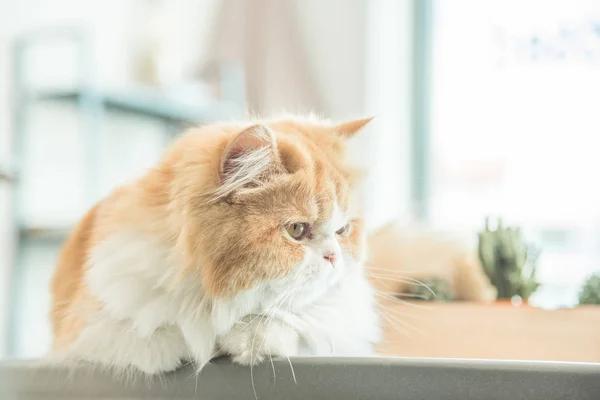 Kat Liggend Tafel Een Huis — Stockfoto