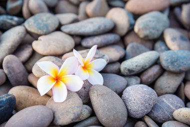 Taş Frangipani çiçek