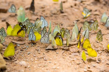 butterfies orman yere