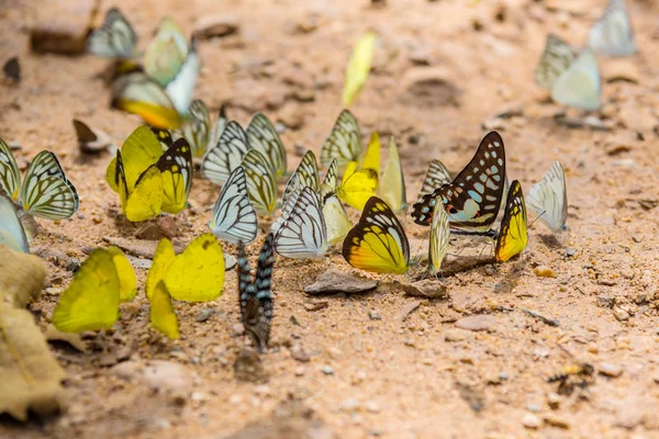 Butterfies on the ground in forest — Stock Photo, Image