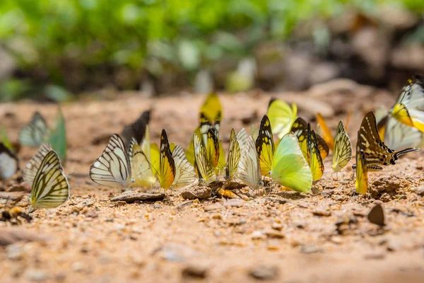 Many butterfies on the ground — Stock Photo, Image