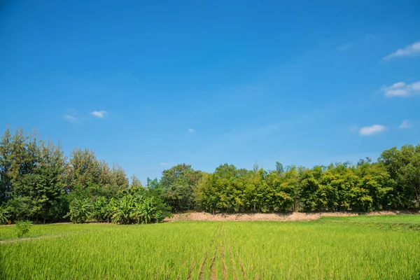 Campo di risaia in Thailandia — Foto Stock