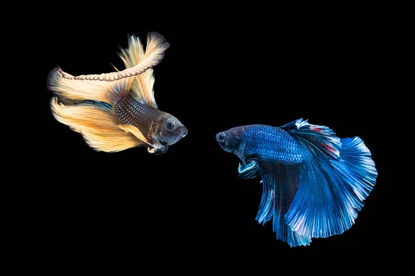 Καταπολέμηση ψάρια σιαμαίοι κίτρινο και μπλε χρώμα είναι η καταπολέμηση — Φωτογραφία Αρχείου