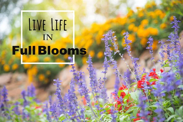 Inspirational quote : Live life in full bloom