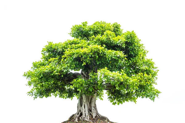 Een grote boom met groene bladeren geïsoleerde over Wit — Stockfoto