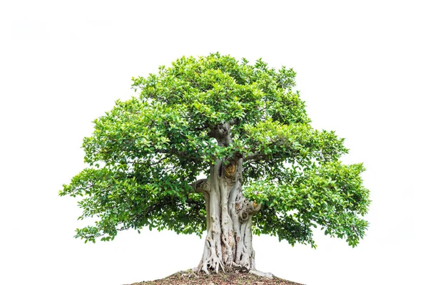 Un grand arbre aux feuilles vertes isolées sur blanc — Photo