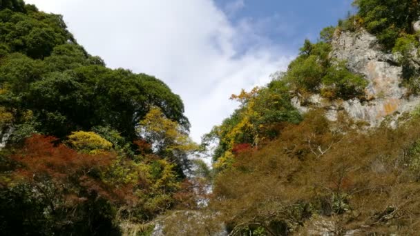 Coloridas Hojas Otoñales Ramas Árboles Con Cielo Azul Nubes Esponjosas — Vídeos de Stock