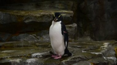 Rockhopper penguen Hayvanat Bahçesi