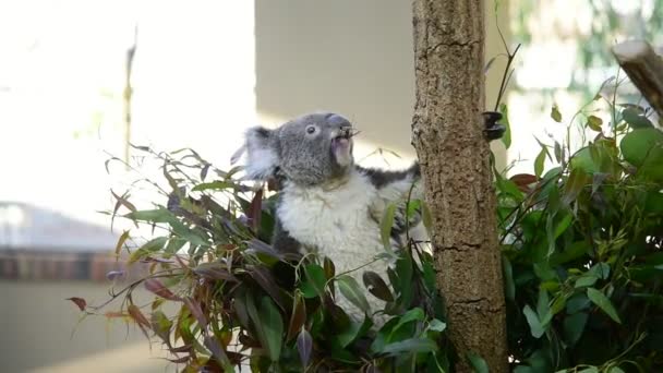 Medvěd Koala Jíst Eucalyptus Listy — Stock video
