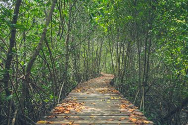 Mangrov orman eski ahşap köprü