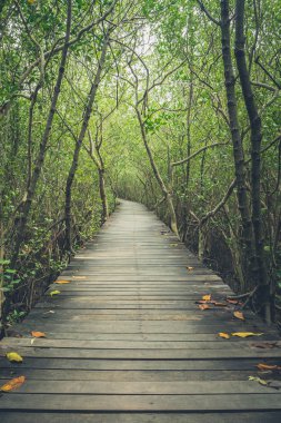 Mangrov orman eski ahşap köprü 