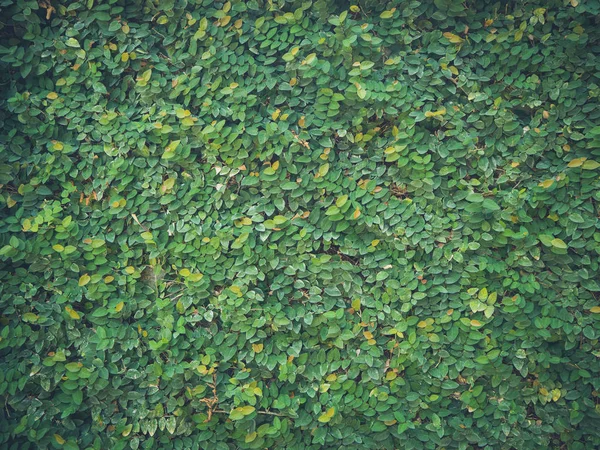 墙上绿叶的质地 — 图库照片