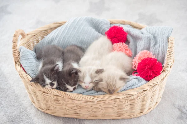 Quatre petits chatons persans dormant dans le panier — Photo