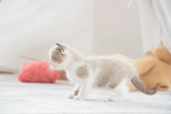 Pequeno gatinho persa de pé no chão — Fotografia de Stock