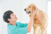 Asijský samec veterinář zkoumá zlatý retrívr pes na veterinární klinice.